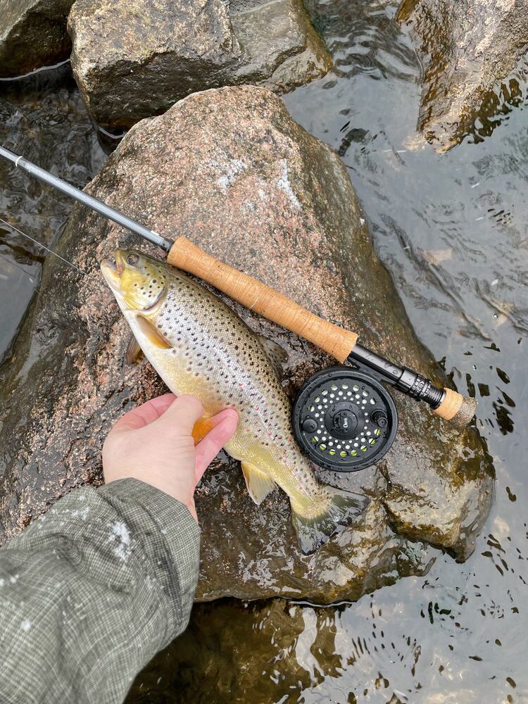 A brown trout on a rock beside a fly rod and reel below Tippy Dam